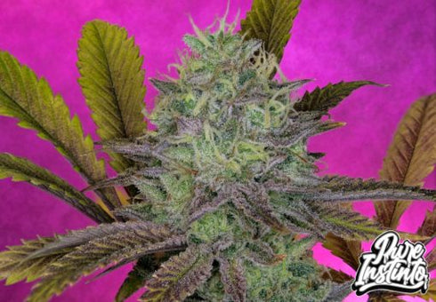 Pure Instinto - King's Banner