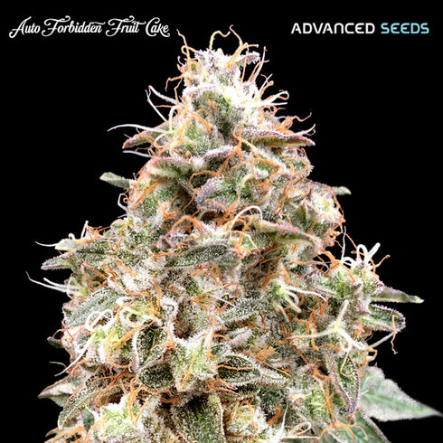 Advanced Seeds - Auto Forbidden Fruit Cake