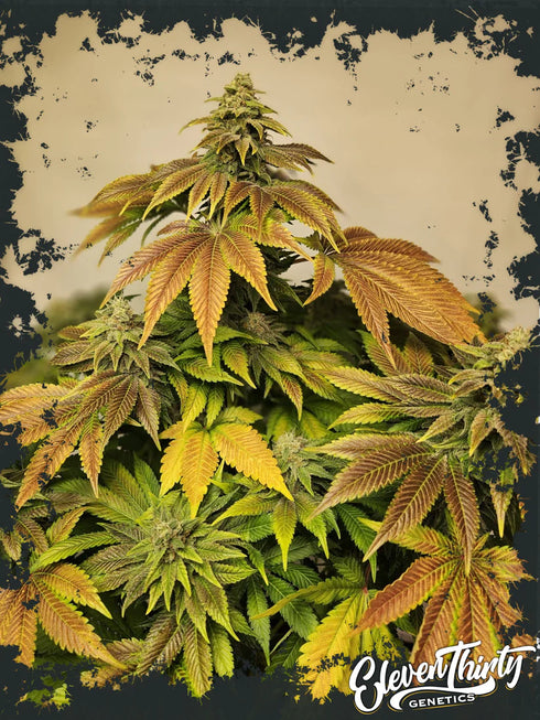 Eleven Thirty Genetics - Zerbert Auto
