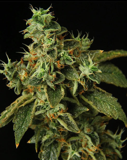 Propaganja Seeds - Special Rum Auto