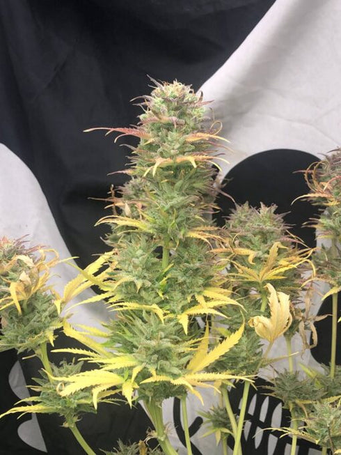 Pure Instinto - Girl Scout Kush Auto