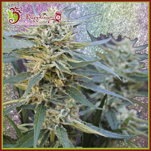 Dr Krippling Seeds - Jamnesia Haze