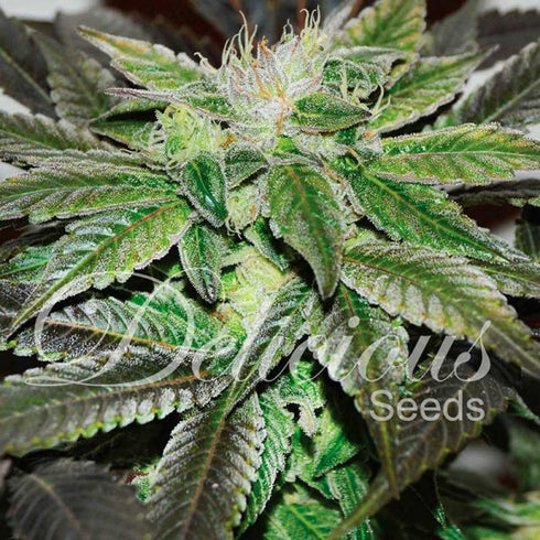 Delicious Seeds - Sugar Candy