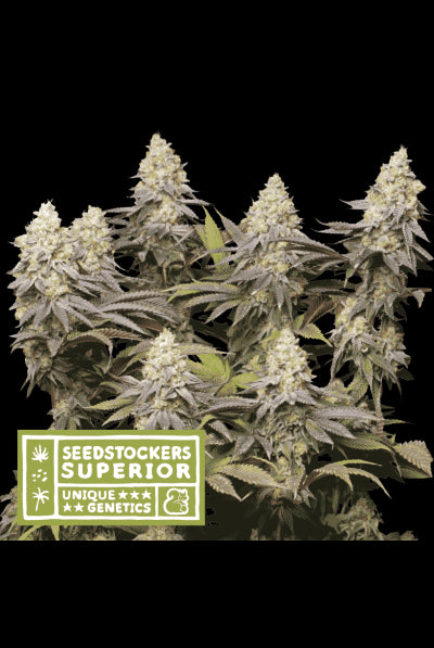 Seed Stockers Seeds - Superior Panty Punch