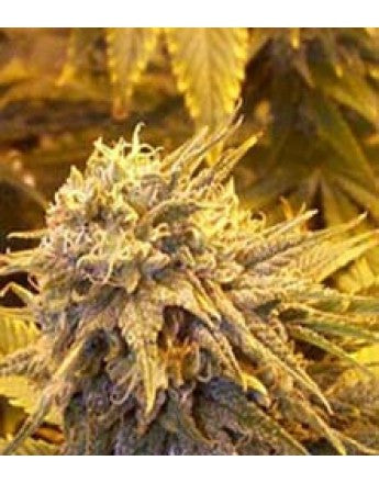 Sagarmatha Seeds - Silver Shadow Haze