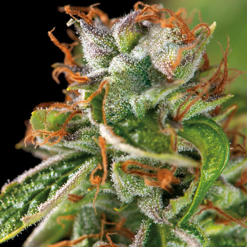 Pyramid Seeds - Double OG Haze