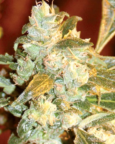 Medicann Seeds - Kush Fromage