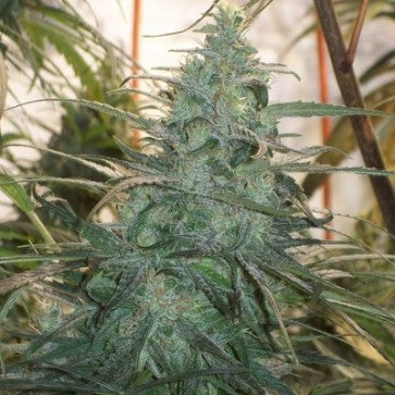 Ace Seeds - LIMITED EDITION Mountain Gold