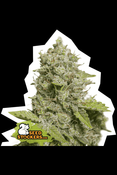 Seed Stockers Seeds - CBD Critical XXL Auto