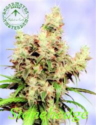 Sagarmatha Seeds - Stonehedge