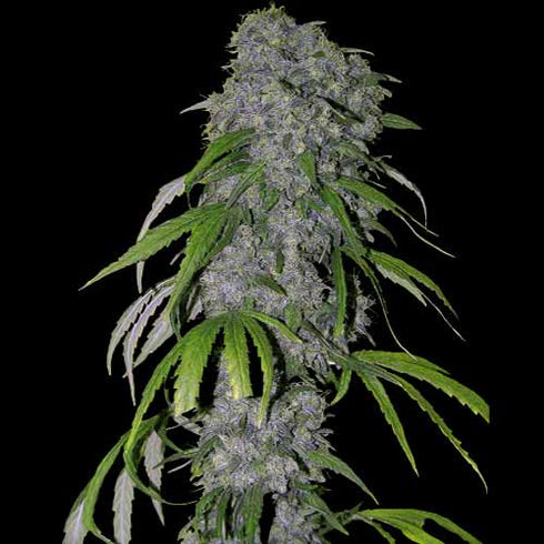 Spliff Seeds - Nevilles Haze