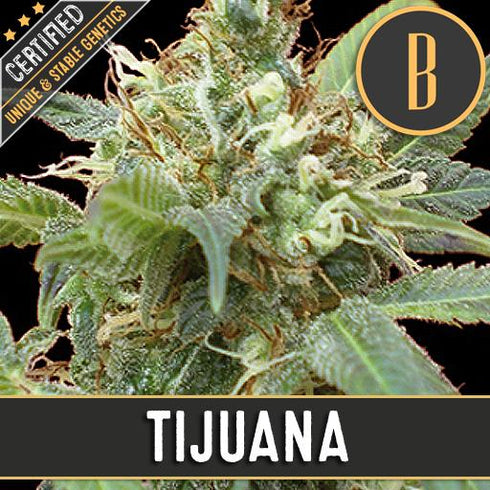 Blimburn Seeds - Tijuana