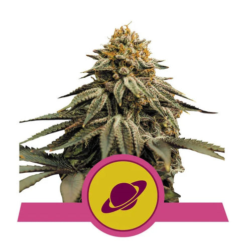 Royal Queen Seeds - Royal Skywalker