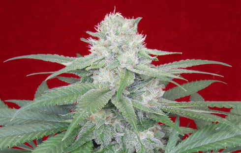 Propaganja Seeds - Werther's Original