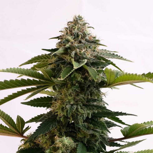 Kannabia Seeds - Amnesia Dream XL Auto Edition