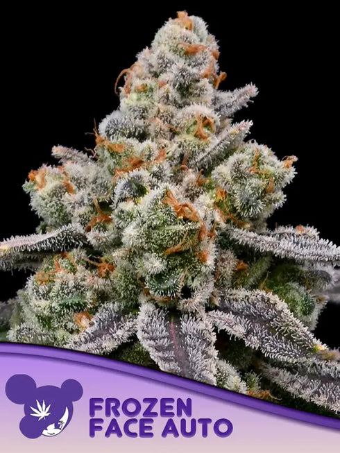 Anesia Seeds - Frozen Face Auto