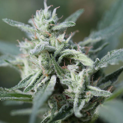 Original Sensible Seeds - CannaFuel CBD+