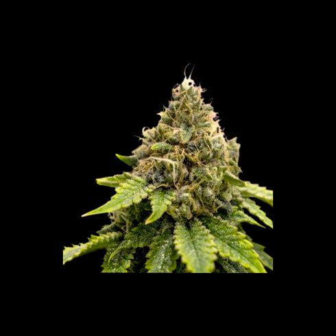 Super Sativa Seed Club - Karel's Dank