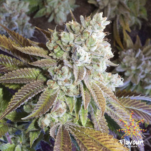Flavour Chasers Seeds - Wedding Cake