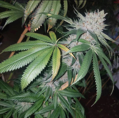 Propaganja Seeds - Tropical Pup