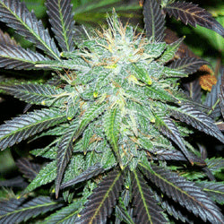 Sagarmatha Seeds - Black Buddha