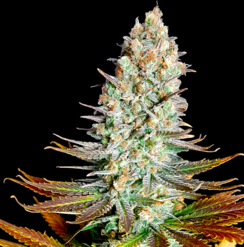 BSB Genetics - Northern Lights