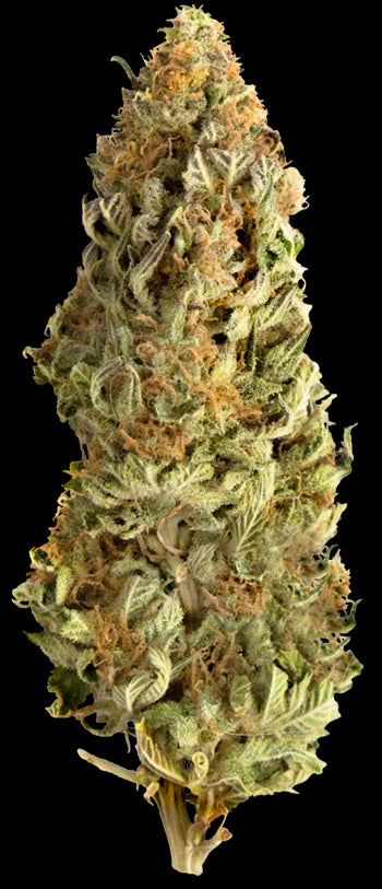 Mega Buds Seeds - Mega CBD