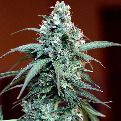 Critical Mass Collective - Auto Massassin