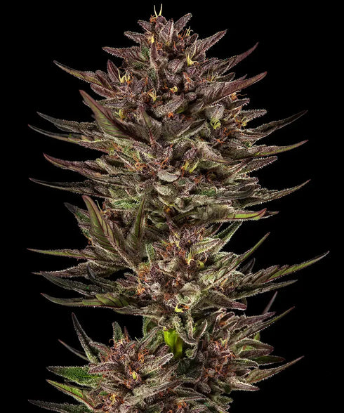 Barney's Farm Seeds - Frosted Zinn x Cookie Dog Auto