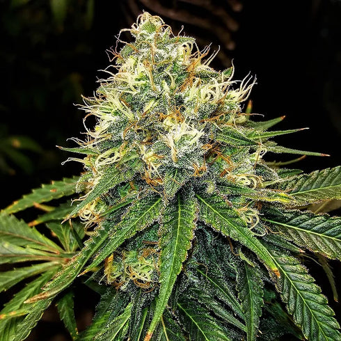 Top Shelf Elite Seeds - Truffle Berry