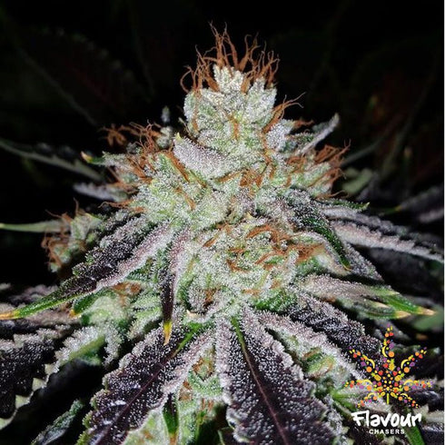 Flavour Chasers Seeds - Alien Abduction