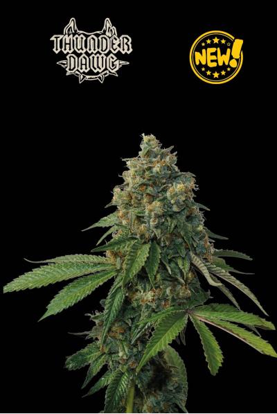 Seed Stockers Seeds - Superior Thunder Dawg