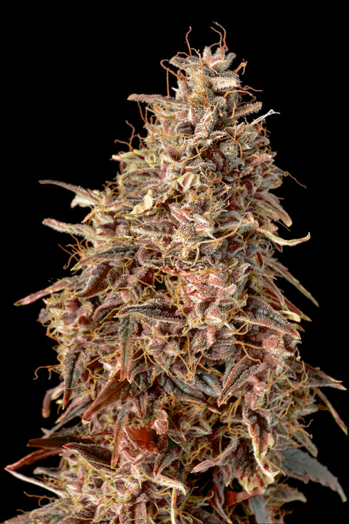 Advanced Seeds - Auto Mimosa Punch