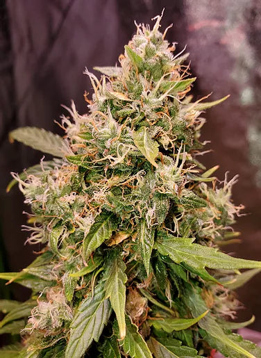 Top Shelf Elite Seeds - Auto Gucci Dreams