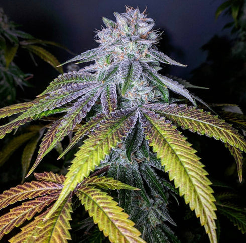 Propaganja Seeds - Grand Dude