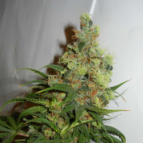 Kannabia Seeds - Neil Haze