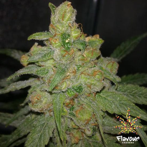 Flavour Chasers Seeds - Grease Monkey