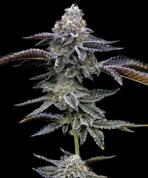 Barney's Farm Seeds - Blue Dream