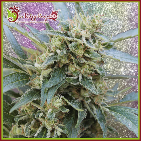 Dr Krippling Seeds - Shark Infested Custard