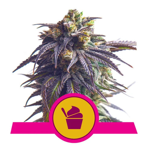 Royal Queen Seeds - Sundae Driver