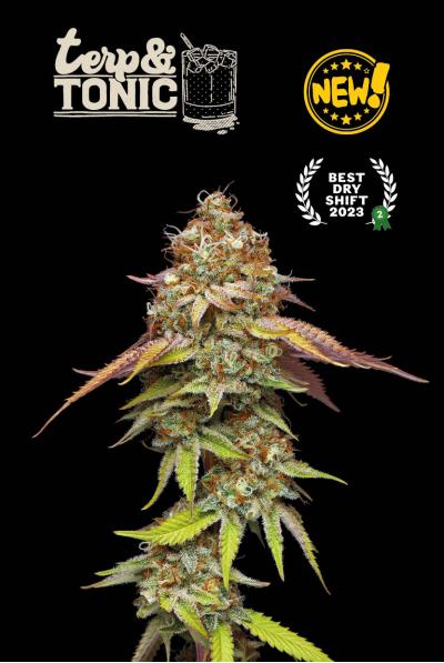 Seed Stockers Seeds - Superior Terp & Tonic
