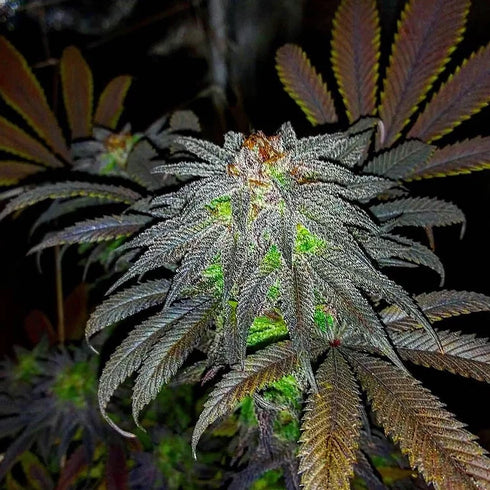 Top Shelf Elite Seeds - Auto Gorillagasm