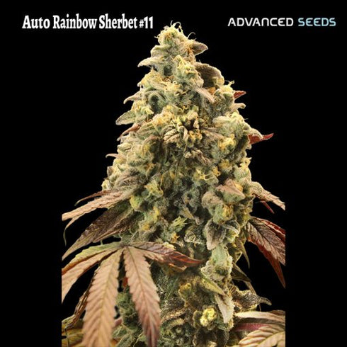Advanced Seeds - Auto Rainbow Sherbet 11