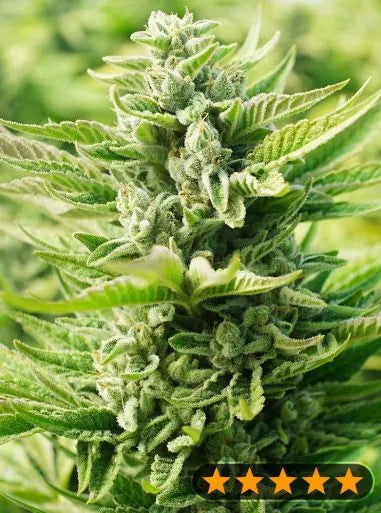 Power Strains - OG Kush Original