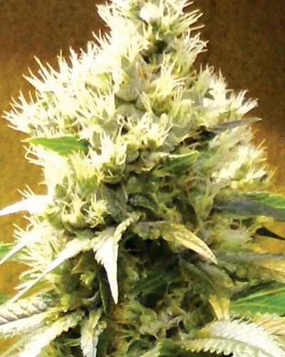 Medicann Seeds - Afghani