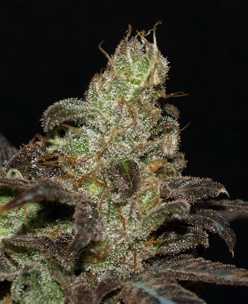 Next Generation - BC Purps