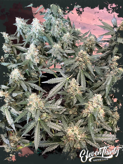 Eleven Thirty Genetics - Lung Ztrikez Auto