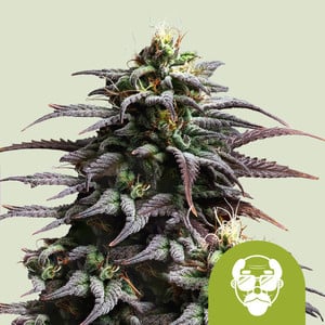 Royal Queen Seeds - Grandaddy Purple Auto