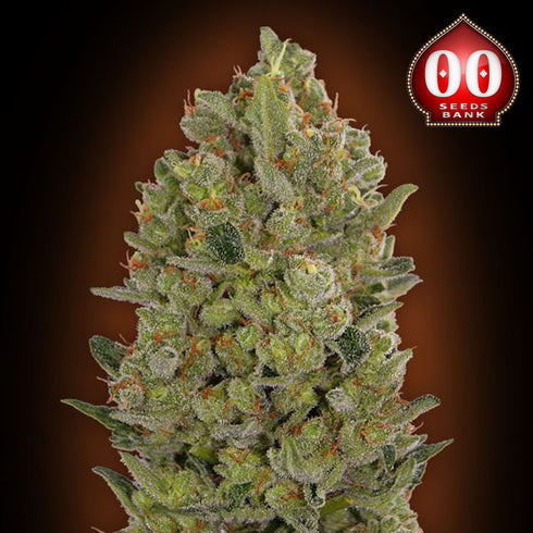 00 Seeds - 00 Cheese