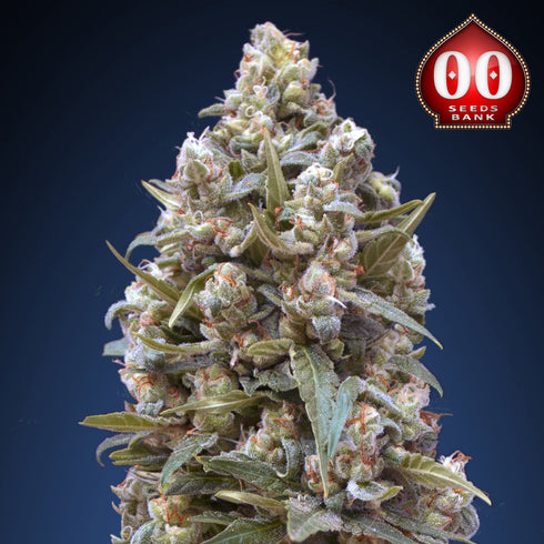 00 Seeds - 00 Kush